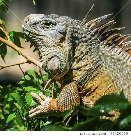 Green Iguana Green Iguana 48320939