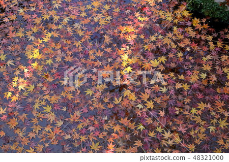 Autumn leaves Autumn leaves 48321000