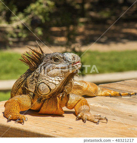 Green Iguana Green Iguana 48321217
