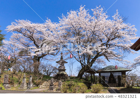 Senjyama公園的櫻花 48321321