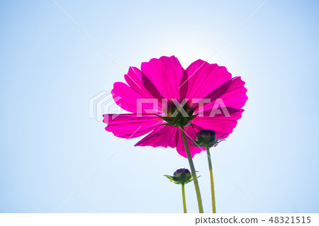 cosmos flower (Cosmos Bipinnatus) in the garden 48321515