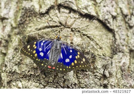 Charonda Charonda 48321927