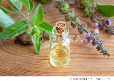 A bottle of tulsi essential oil with fresh tulsi 48322460