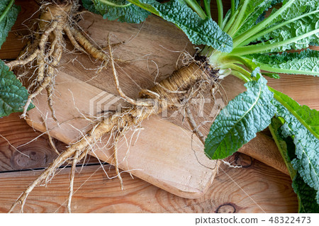 Whole wild teasel root on a table 48322473