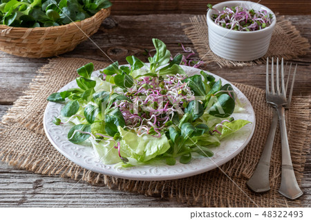 Salad with lamb's lettuce and radish sprouts Salad with lamb's lettuce and radish sprouts 48322493