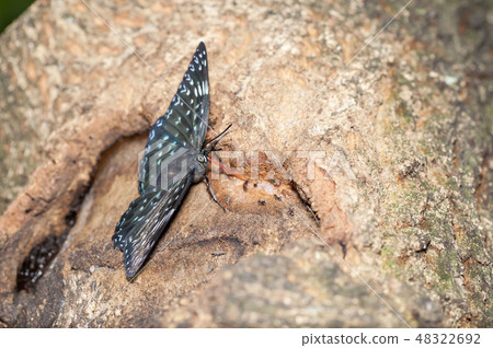 杉橋 杉橋 48322692