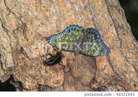 Suminagashi Suminagashi 48322693