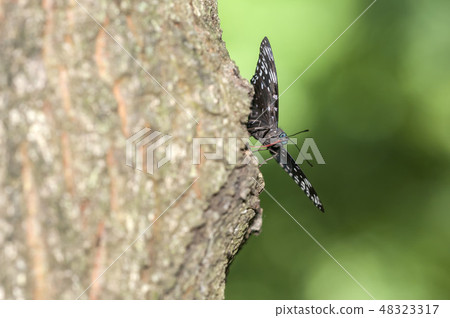 Suminagashi 48323317