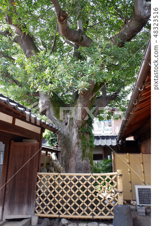 Holt's tree at Manabe Manabe House 48323516