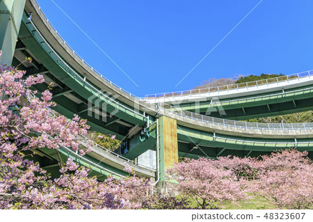 Kawazu Sakura Shizuoka Prefecture河津町環橋 Kawazu Sakura Shizuoka Prefecture河津町環橋 48323607
