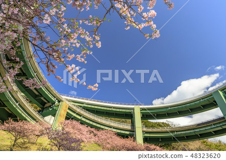 Kawazu Sakura Shizuoka Prefecture Kawazu-cho Loop Bridge 48323620
