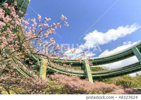 Kawazu Sakura Shizuoka Prefecture河津町環橋 Kawazu Sakura Shizuoka Prefecture河津町環橋 48323624
