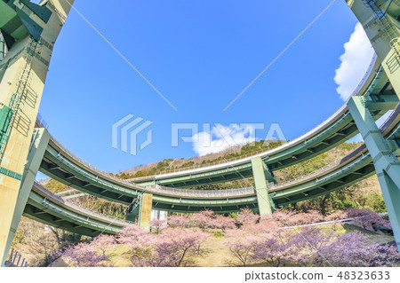 Kawazu Sakura Shizuoka Prefecture河津町環橋 Kawazu Sakura Shizuoka Prefecture河津町環橋 48323633