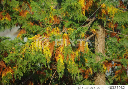 “雪松” 48323982