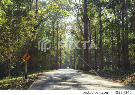 Tropical rainforest with sunlight on asphalt road Tropical rainforest with sunlight on asphalt road 48324343