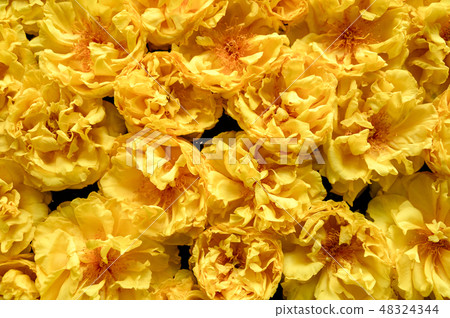 Many Yellow flower blossom nature background Many Yellow flower blossom nature background 48324344
