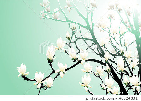 玉蘭 玉蘭 48324831