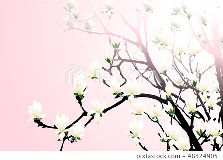 Magnolia Magnolia 48324905