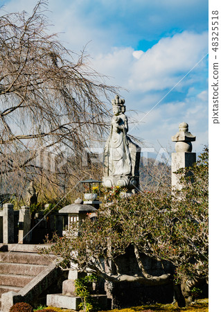京都·神谷寺在神社龍園Ten-san Kannon和Nam Ring母雞櫻花盛開的區域 48325518
