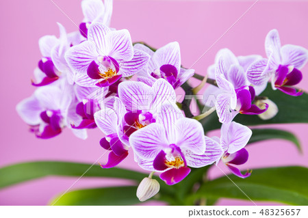 Beautiful pink orchid closeup. Beautiful pink orchid closeup. 48325657