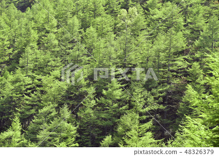 Larch forest 48326379