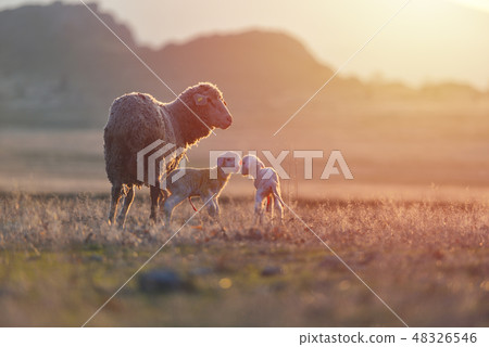 Two newborn lambs and sheep on field 48326546