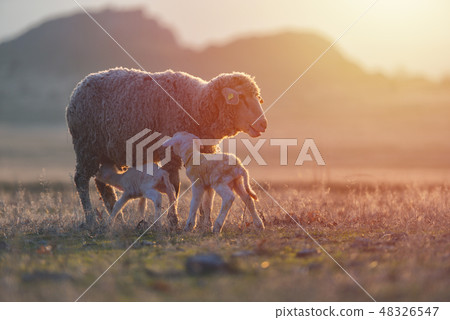 Two newborn lambs and sheep on field 48326547