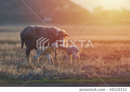 Two newborn lambs and sheep on field 48326552