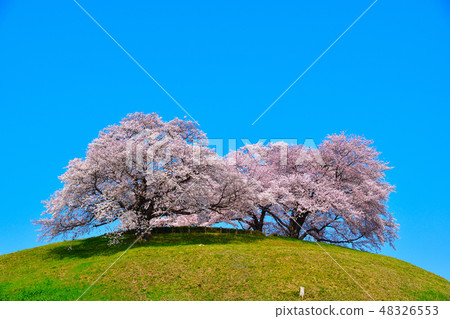 Sakura view Saqkuma Kofun Park Sakura view Saqkuma Kofun Park 48326553