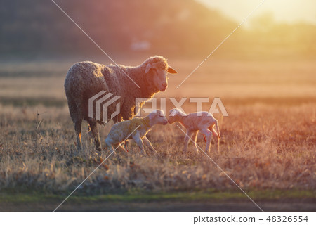 Two newborn lambs and sheep on field 48326554