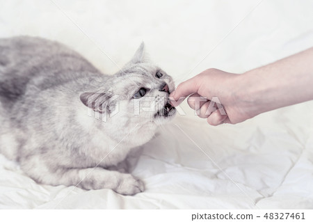 Funny cat stretches to hand of owner for a favorite delicacy. View from above. Pet food concept, pet Funny cat stretches to hand of owner for a favorite delicacy. View from above. Pet food concept, pet 48327461