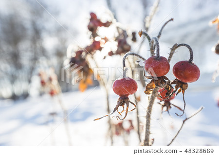 Red rose-hips in winter 48328689