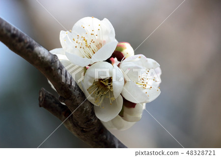 梅（Chakubo Winter Solstice） 48328721