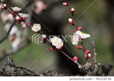 Ume (Yujinjuku) Ume (Yujinjuku) 48328736