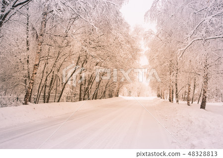 Scenic image of spruces trees. 48328813