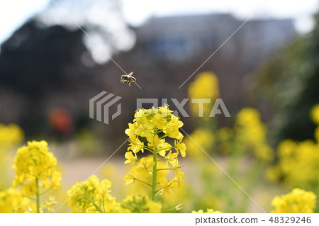 Rape blossoms Ofuna Flower Center 48329246