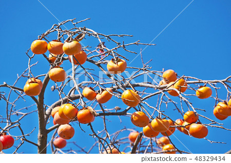 Persimmon with attached fruit Persimmon with attached fruit 48329434