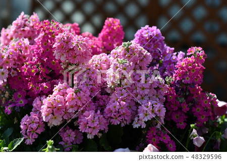 Spring Flower Oboe Flower Center 48329596