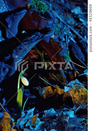 First spring flowers, snowdrops in forest First spring flowers, snowdrops in forest 48329609