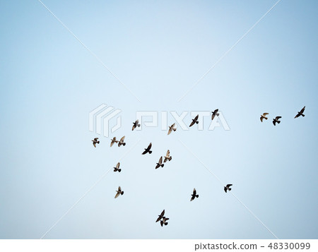 Pigeons flying in the sky in groups 48330099