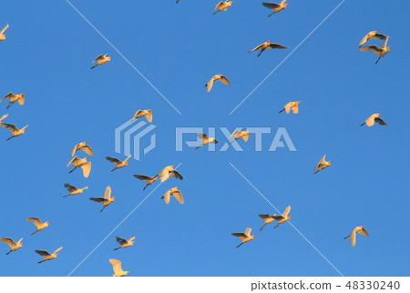 Flock 48330240