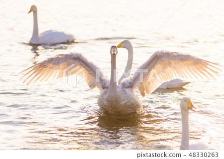 Swan 48330263