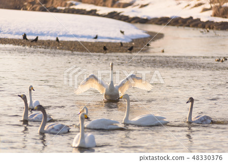 Swan on the river side Swan on the river side 48330376