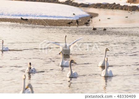 Swan on the river side Swan on the river side 48330409