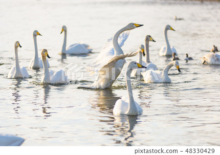 Swan on the river side 48330429