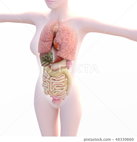 In-vivo image series (P1) liver lesion image perming3DCG illustration material 48330660