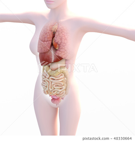 內部圖像系列(P1)perming3DCG插圖素材 內部圖像系列(P1)perming3DCG插圖素材 48330664