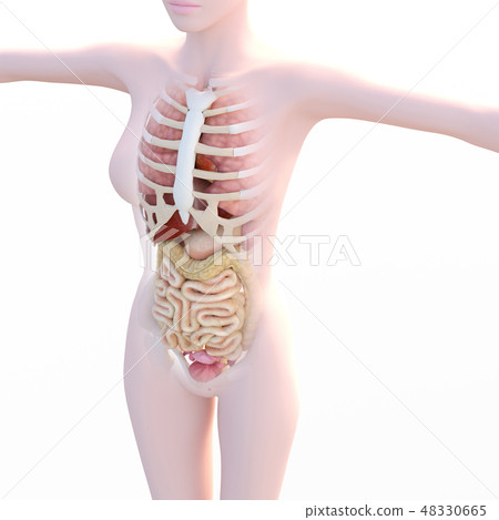 內部圖像系列(P1)perming3DCG插圖素材 內部圖像系列(P1)perming3DCG插圖素材 48330665