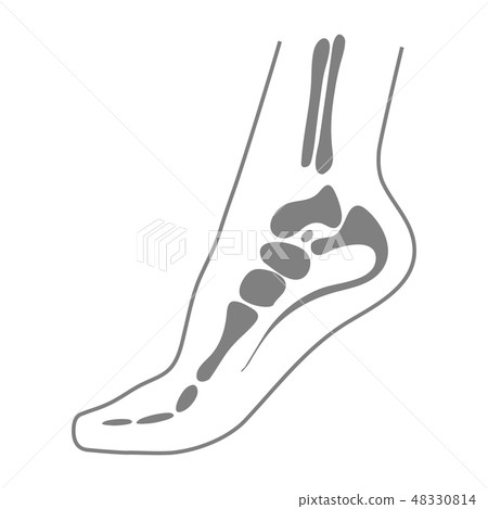 Human Foot With Bones, Leg Icon Isolated On A White Background. 48330814
