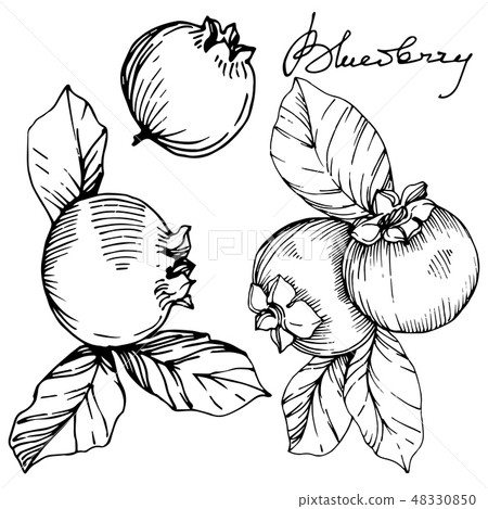Vector Blueberry black and white engraved ink art. Berries and leaves. Isolated blueberry Vector Blueberry black and white engraved ink art. Berries and leaves. Isolated blueberry 48330850